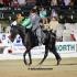 Tennessee Walking Horses at the GCHS
